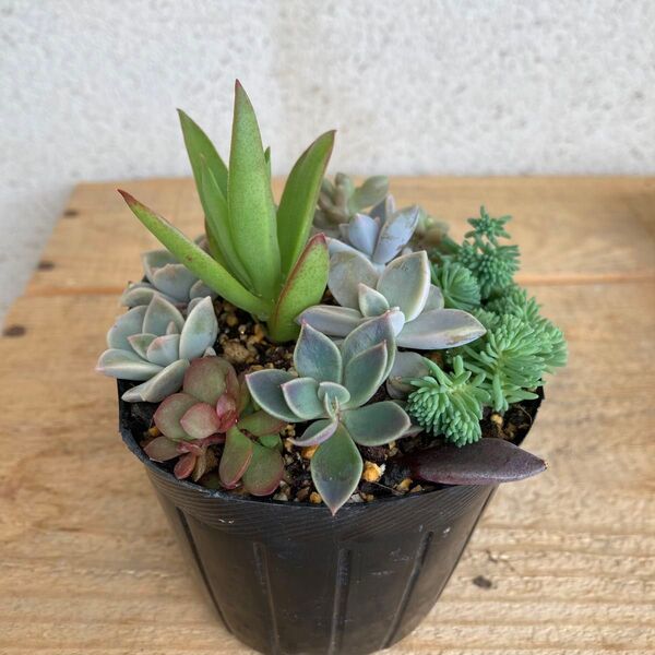 多肉植物 寄せ植え 抜き苗 根付き カット苗 7種類 親葉付き★紅稚児 おぼろ月 姫秀麗 火祭り