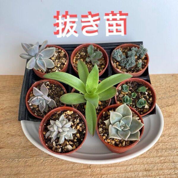 多肉植物 寄せ植え 抜き苗 根付き 8鉢 ★ セダム エケベリア 紅葉 子宝草 多頭 カット苗 多肉