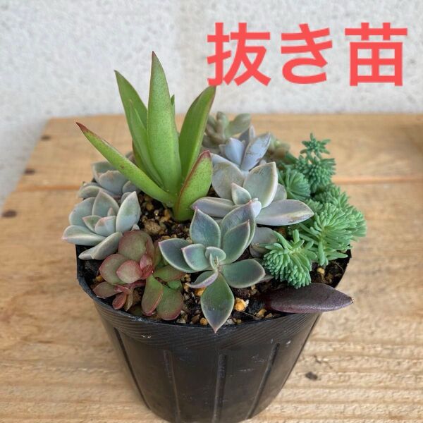 多肉植物 寄せ植え 抜き苗 根付き カット苗 7種類 親葉付き★紅稚児 おぼろ月 姫秀麗 火祭り