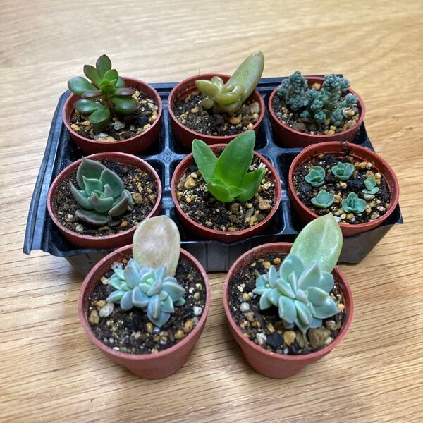 多肉植物 寄せ植え 抜き苗 根付き 8鉢 ★ セダム エケベリア 紅葉 子宝草 多頭 カット苗 多肉
