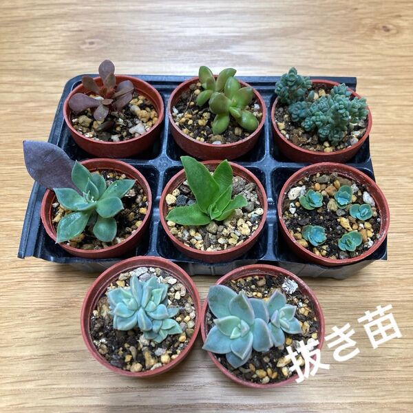 多肉植物 寄せ植え 抜き苗 根付き 8鉢 ★ セダム エケベリア 紅葉 子宝草 多頭 カット苗 多肉