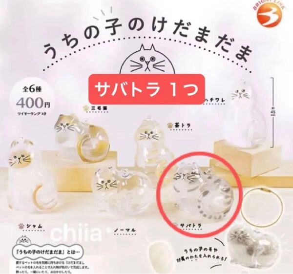 正規品 うちの子のけだまだま サバトラ ガチャガチャ 毛玉 入れ物 猫 ネコ ねこ
