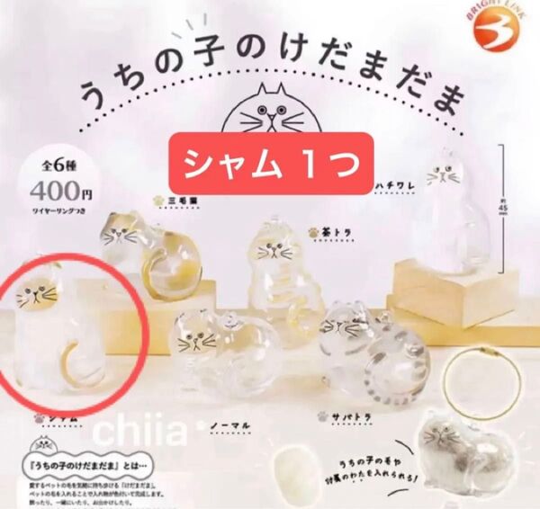 正規品 うちの子のけだまだま シャム ガチャガチャ 毛玉 カプセルトイ 猫 ネコ ガチャ ブライトリンク