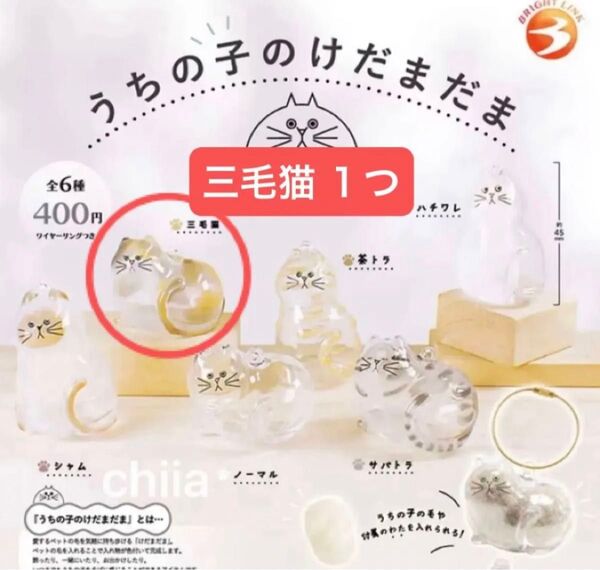 正規品 うちの子のけだまだま 三毛猫 ガチャガチャ 毛玉 入れ物 ネコ 猫 ねこ カプセルトイ ガチャ