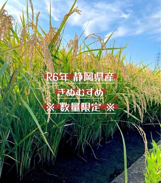 ★6/22まで★R6年 静岡県産きぬむすめ◎減農薬◎玄米10kg