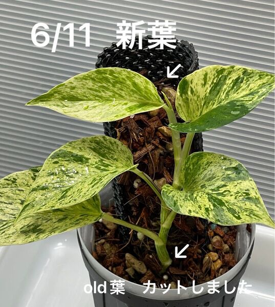 ポトス マーブルクイーン