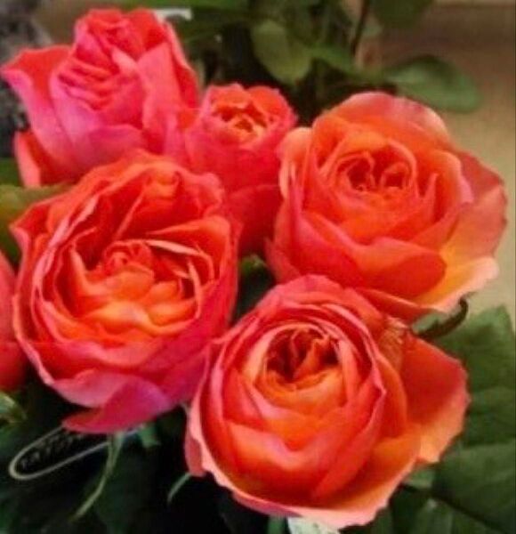 薔薇苗 鮮やかなオレンジ色 四季咲きの切花品種 花保ち良好