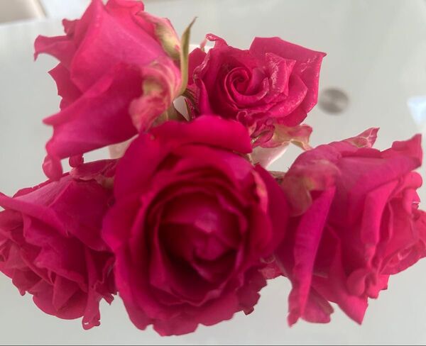 薔薇苗蕾付き 四季咲きの切花品種 花保ち良好 ドライフラワーにも