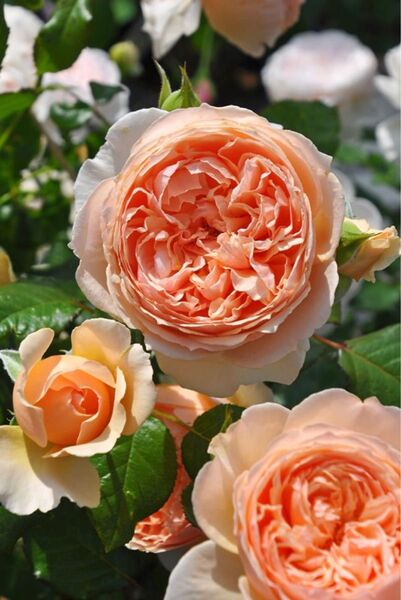 薔薇苗蕾付き 大きめ 強健強香 花付き良好