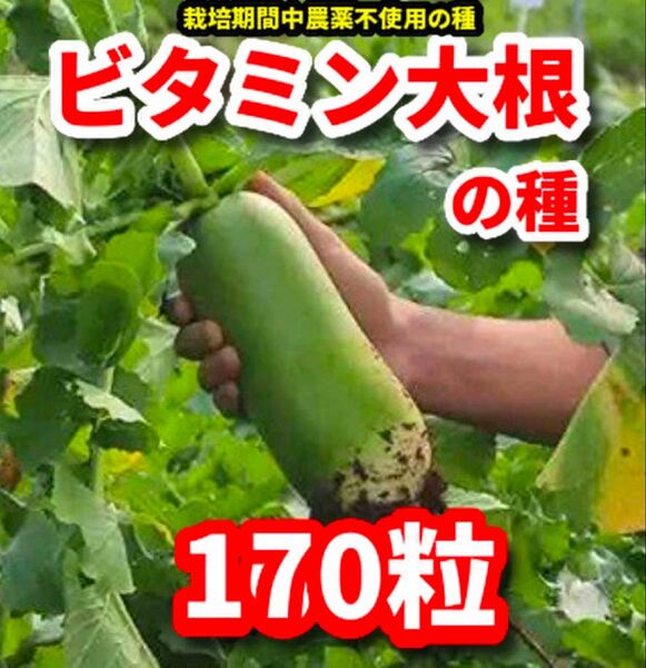 ビタミン大根の種【160粒】★栽培期間中農薬不使用の種