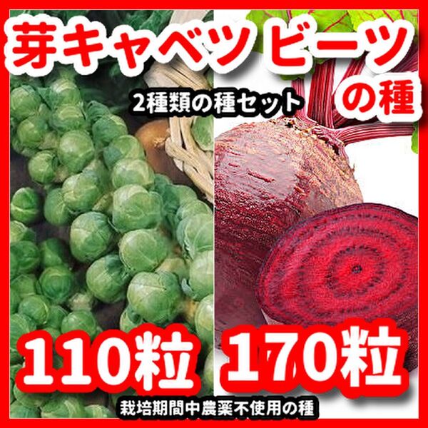 芽キャベツ&ビーツの種セット★栽培期間中農薬不使用の種