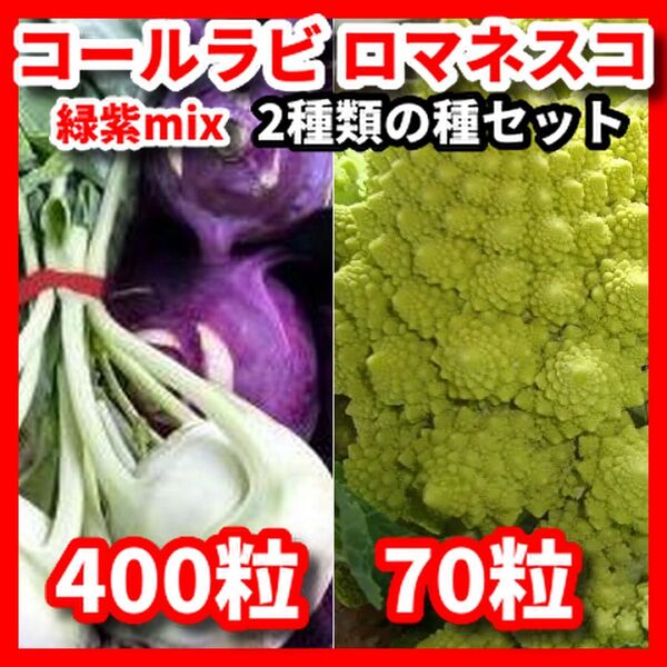 コールラビ緑紫mix&ロマネスコの種セット★栽培期間中農薬不使用の種