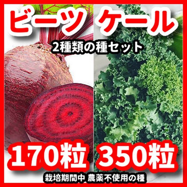 ビーツ&ケールの種セット★栽培期間中農薬不使用の種