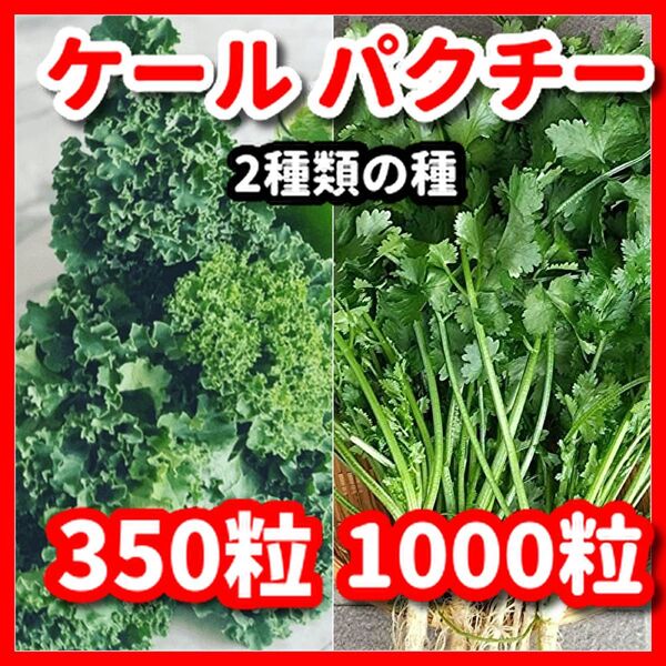 ケール&パクチー(大粒タイプ)の種セット★栽培期間中農薬不使用の種