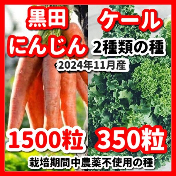 ケール&黒田にんじんの2種類の種セット★栽培期間中農薬不使用の種