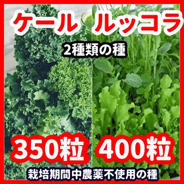 ケール&ルッコラの種セット★栽培期間中農薬不使用の種