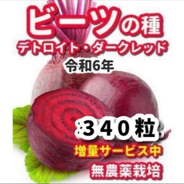 ビーツの種 デトロイトダークレッド★栽培期間中農薬不使用の種