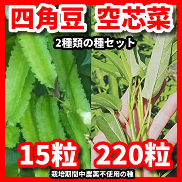 四角豆&空芯菜の種セット★栽培期間中農薬不使用の種