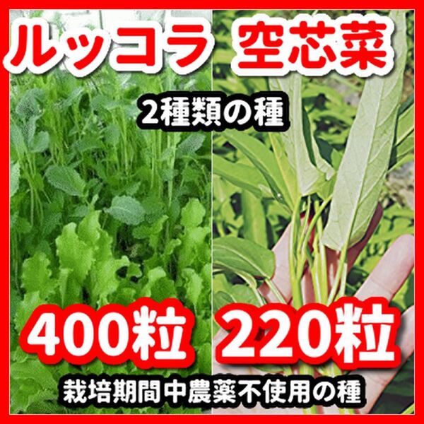 ルッコラ&空芯菜の種セット★栽培期間中農薬不使用の種