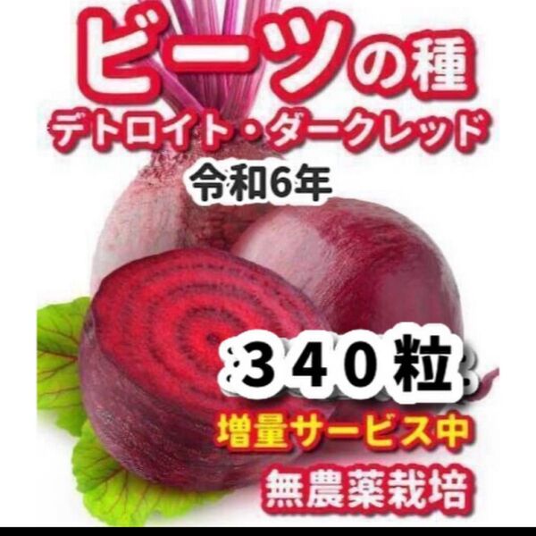 ビーツの種 デトロイトダークレッド★栽培期間中農薬不使用の種