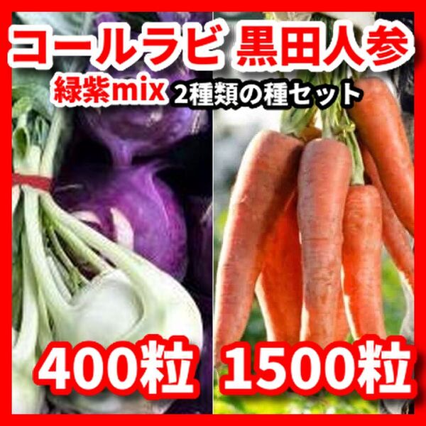 コールラビ緑紫mix&黒田にんじんの種セット★栽培期間中農薬不使用の種