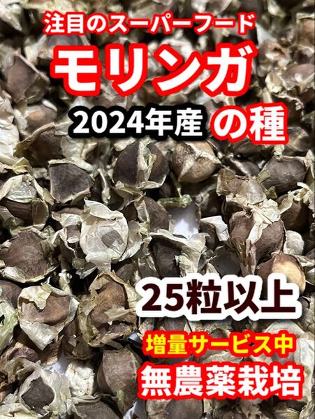 モリンガの種【25粒】★栽培期間中農薬不使用の種