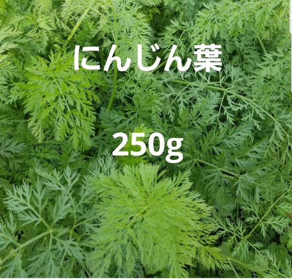 にんじんの葉っぱ 人参葉 人参の葉っぱ250g 小動物 うさぎ えさ