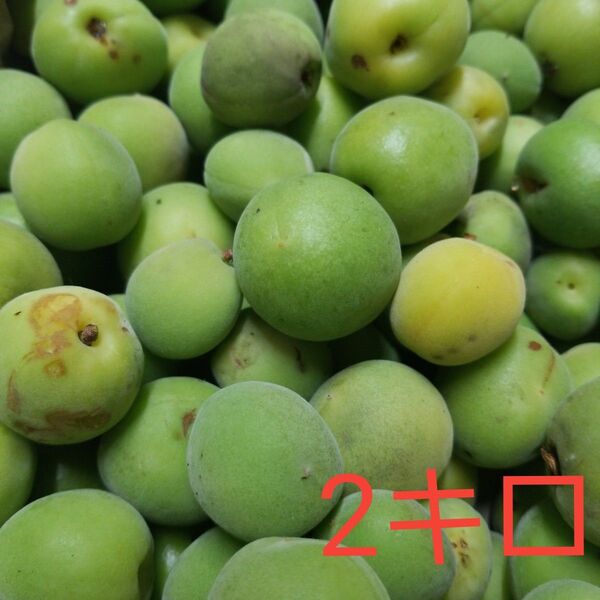 青梅 2㎏ 無農薬 M~L 自家製