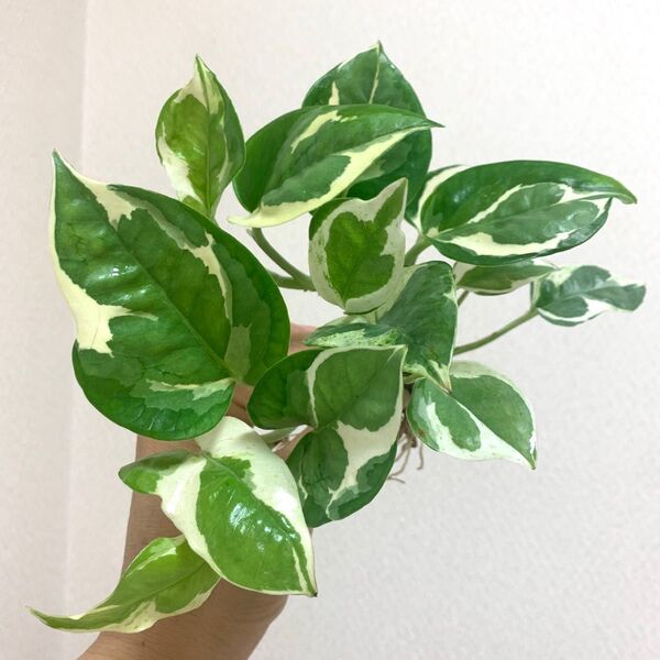 観葉 ポトス エンジョイ 2本 斑入り 抜き苗