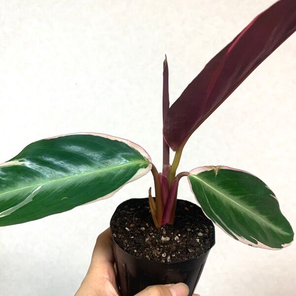 人気 観葉 カラテア ストロマンテトリオスター 白斑入り 新葉展開 抜き苗