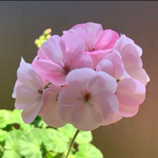 ゼラニウム 観葉 花苗 明るいピンク 蕾付き 抜き苗
