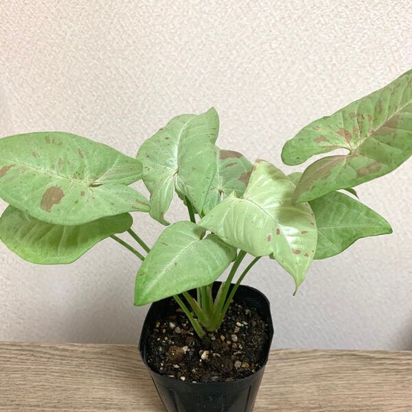 美株 シンゴニウム 観葉植物 ミルクコンフェッテイー 抜き苗