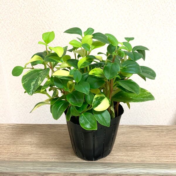 観葉 ペペロミア グラベラ 斑入り 抜き苗