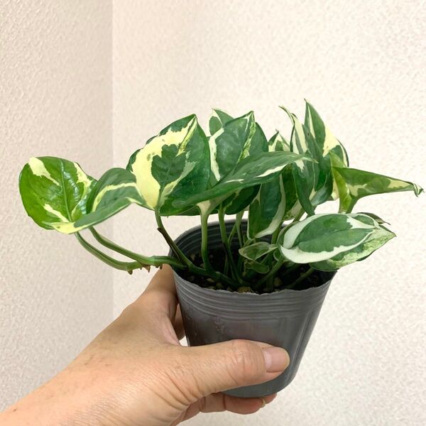 ポトス 観葉 エンジョイ 斑入り 抜き苗