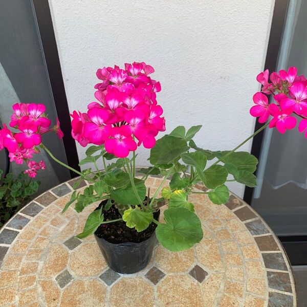 ゼラニウム 観葉 ピンク 白い花芯 抜き苗