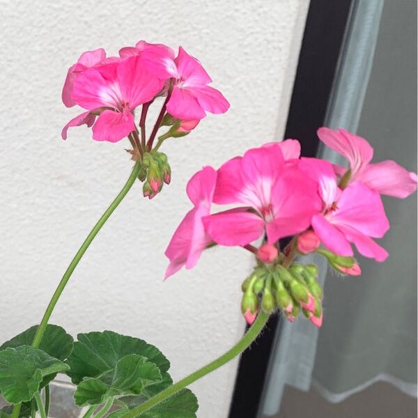 ゼラニウム ピンク 蕾付き 抜き苗