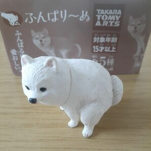 ふんばり~ぬ ふんばる姿も愛おしい ポメラニアン