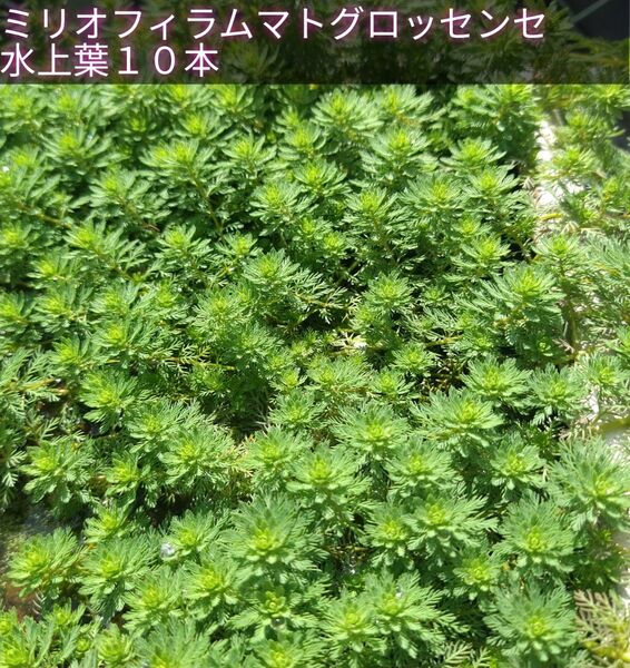ミリオフィラムマトグロッセンセ水上葉10本