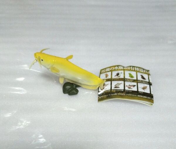 カプセルQ 日本の動物コレクション 琵琶湖/母なる古代湖 【弁天ナマズ(イワトコナマズ黄化型)】開封品1個 海洋堂 KAIYODO