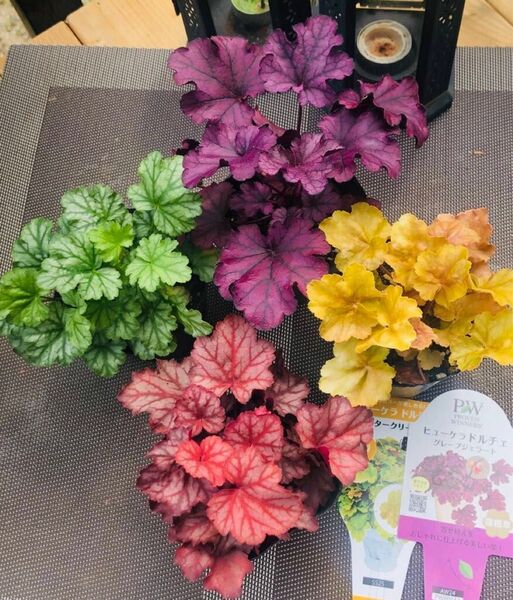 お値下げ不可ヒューケラ 良い品質株耐暑性耐寒性多年草 4種4色ポットまま発送 カラーリーフ