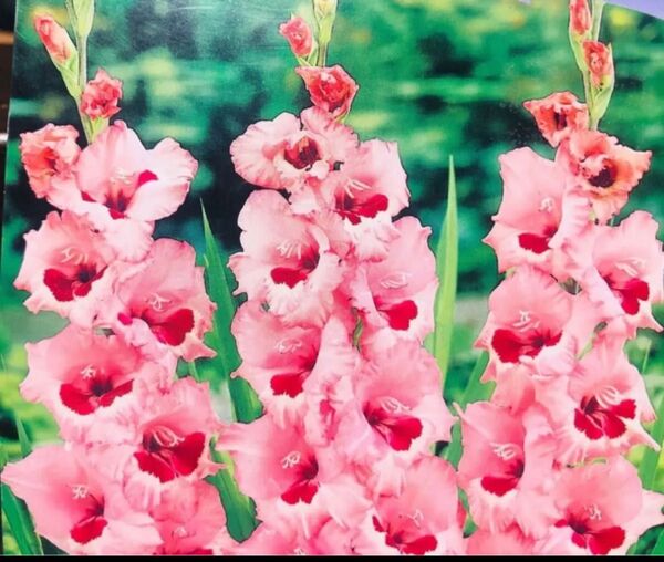 グラジオラス 桃に赤花種 5球