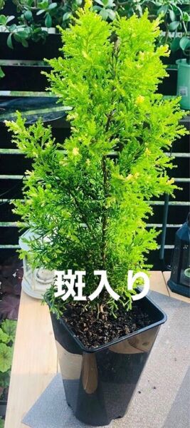 コニファー スノークレスト イトスギ 針葉樹斑入り クリーミーホワイトクリスマス 大株