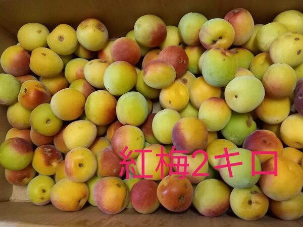 ★梅干し、梅ジュース用★L.M中粒5キロ(紅梅2キロ含む)★雹の小傷有り★無農薬★本場和歌山産 南高梅★黄色くなってきた青梅★