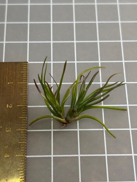 ブルボーサ ミニブラジル エアープランツ チランジア