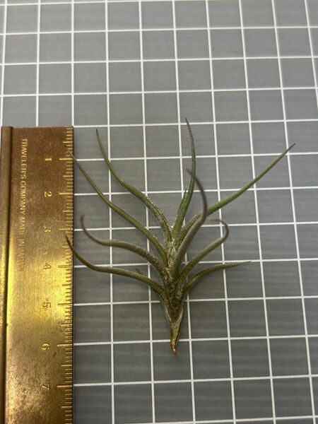 バンデンシス 芳香種 エアープランツ チランジア