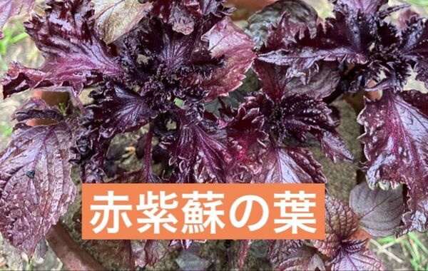赤紫蘇の葉 ちりめん赤紫蘇 約180g