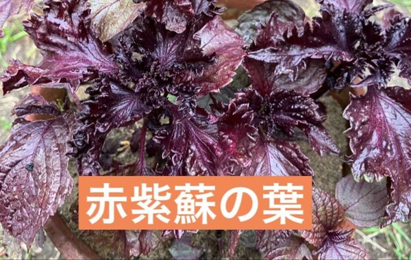 赤紫蘇の葉 ちりめん赤紫蘇 約180g