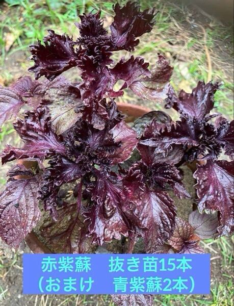 赤紫蘇 15本(抜き苗)青紫蘇2本のおまけ付き