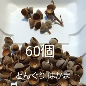 どんぐり帽子 はかま 枝付き有 60個 +数個 消毒済み 材料 ハンドクラフト