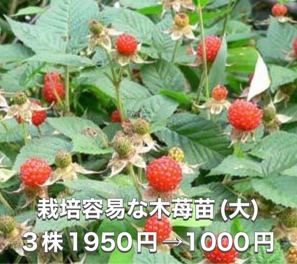 ★★木苺抜き苗(大株)3株★★ 1950円→1000円 草苺 クサイチゴ 野苺 野いちご 木苺苗 草苺苗 野苺苗 木いちご苗